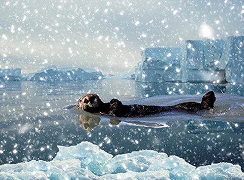 Arctic animals