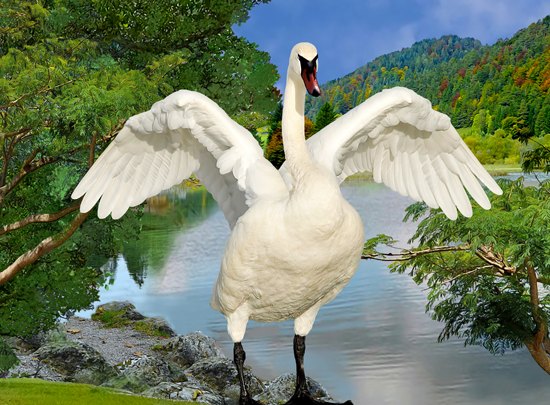 Birds