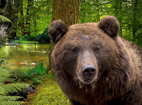 Forest animals