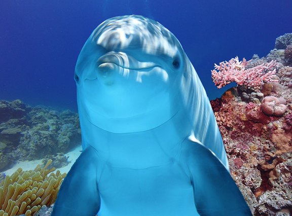 Ocean animals