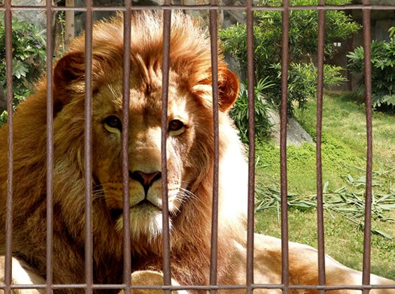 Zoo animals